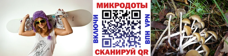 Псилоцибиновые грибы Psilocybe  сколько стоит  Сафоново 